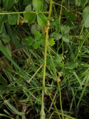 Oxalis spiralis