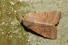 Xanthia ocellaris