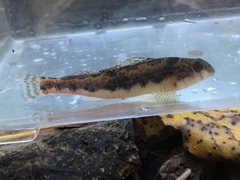 Etheostoma duryi