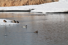 Mergus merganser americanus