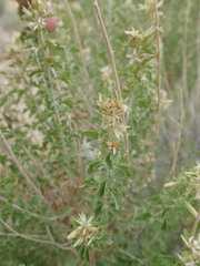 Brickellia laciniata