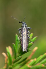 Rhinotia lineata