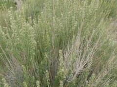 Brickellia laciniata