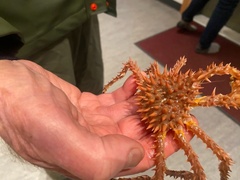 Paralithodes camtschaticus
