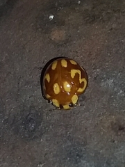 Neocalvia cayennensis