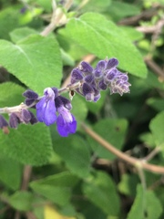 Salvia melissodora