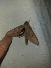 Xylophanes anubus
