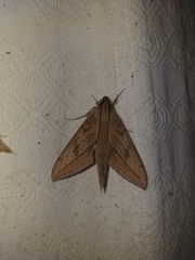 Xylophanes anubus