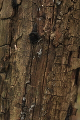 Biscogniauxia repanda