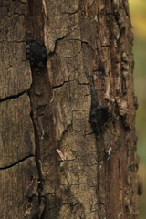 Biscogniauxia repanda