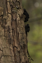 Biscogniauxia repanda