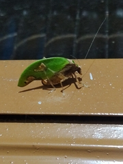 Pycnopalpa bicordata