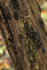 Biscogniauxia repanda