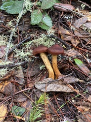 Cortinarius smithii