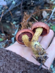 Cortinarius smithii