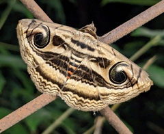 Spirama