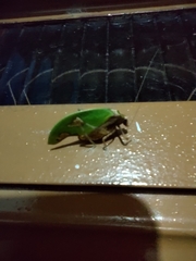 Pycnopalpa bicordata