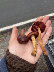 Cortinarius smithii