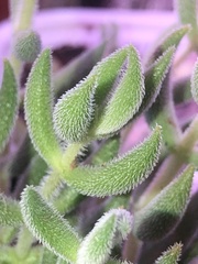 Crassula mesembryanthoides