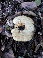 Russula cerolens