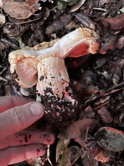 Russula cerolens