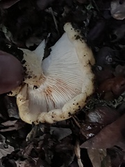 Russula cerolens