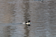 Mergus merganser americanus