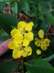 Stigmaphyllon ellipticum