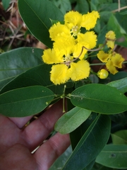 Stigmaphyllon ellipticum