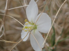 Nerisyrenia camporum