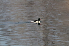 Mergus merganser americanus