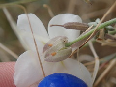 Nerisyrenia camporum