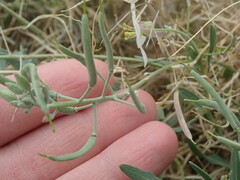 Nerisyrenia camporum