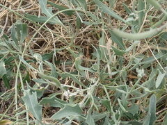 Nerisyrenia camporum