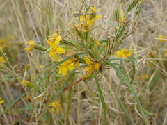 Pectis angustifolia