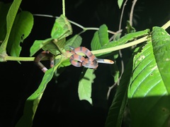 Siphlophis compressus