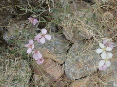 Nerisyrenia camporum