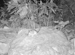 Peromyscus maniculatus