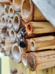 Megachile lucidiventris