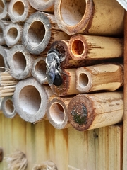 Megachile lucidiventris