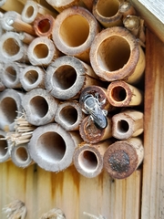 Megachile lucidiventris