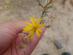 Heterotheca
