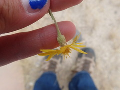 Heterotheca