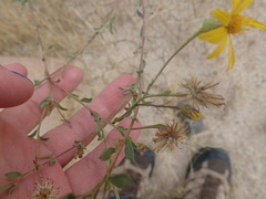Heterotheca
