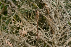 Austroaeschna unicornis