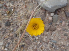 Baileya multiradiata
