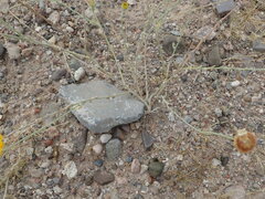 Baileya multiradiata