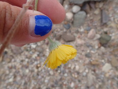Baileya multiradiata