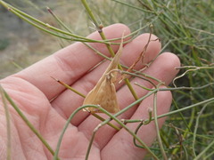 Funastrum heterophyllum
