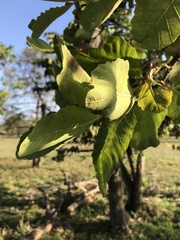 Curatella